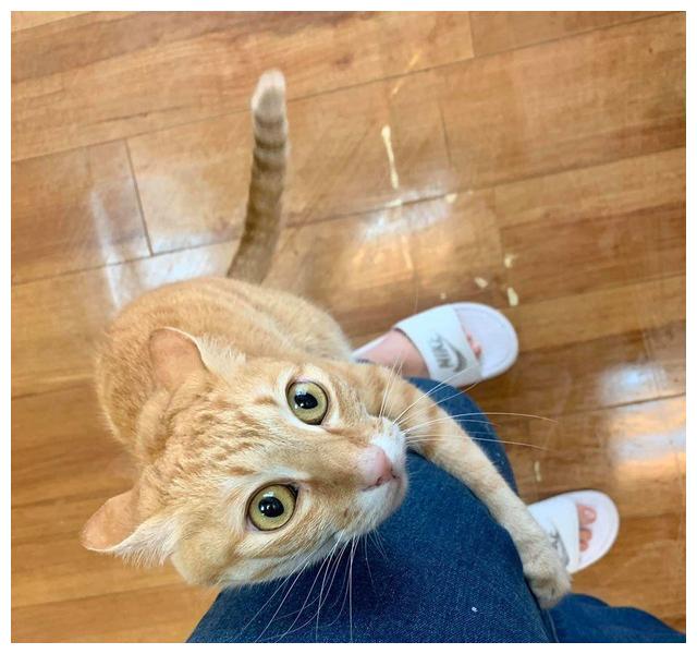 花猫犯错后,小心翼翼靠近主人,可爱模样让人怜惜不已