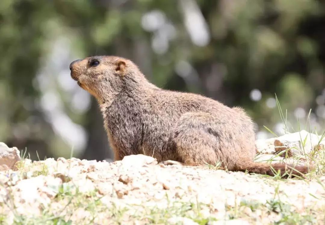第六届北京市野生动物保护知识竞赛题目解析 鸟类