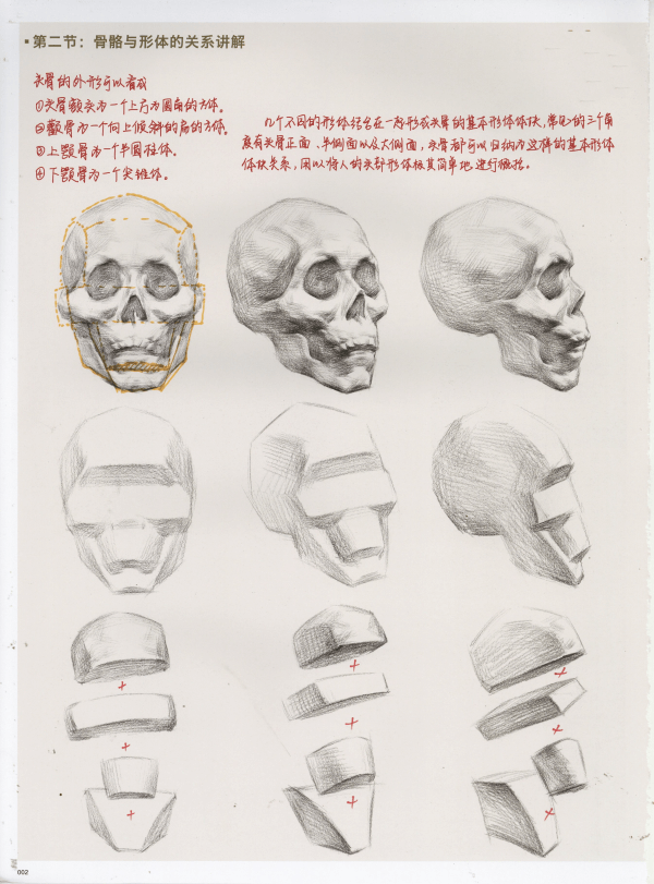 大側面重要的結構除了眼睛,鼻子,嘴之外就是耳朵了,由於臉側過去,那麼