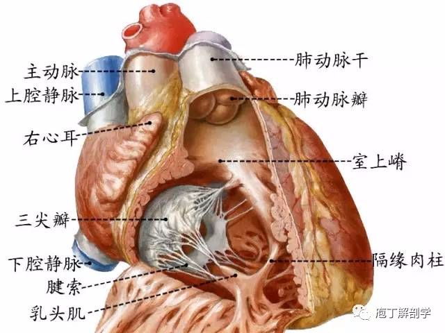 右心室房间隔右心房侧前下部的卵圆形凹陷称卵圆窝,是房间隔缺损的好