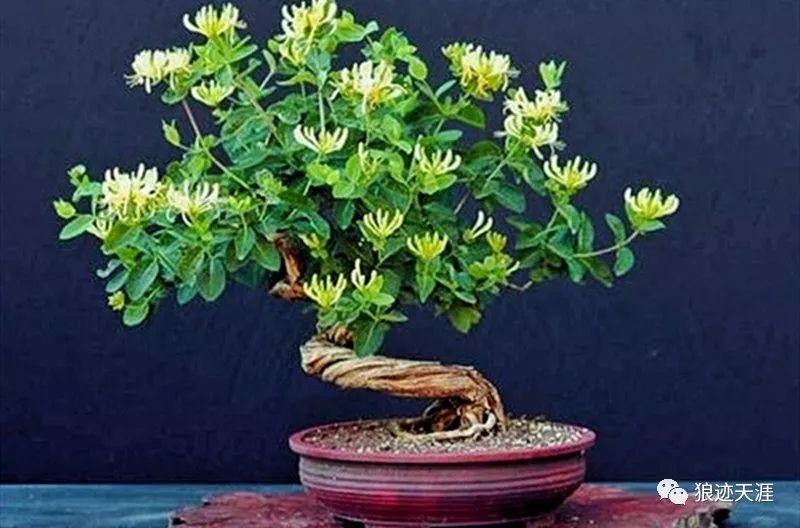 农历中国十一月三十唐花