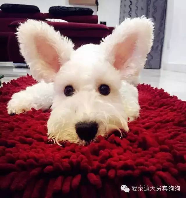 狗狗竟然长了一对兔耳朵!这是怎么了?