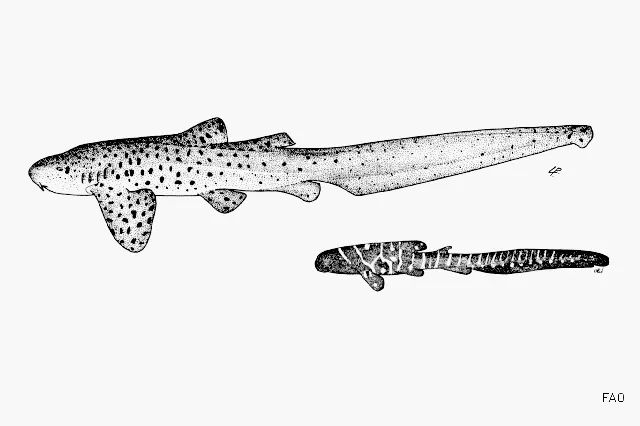 【潜行家-物种】单身女想生就生看心情,原来你是这么随性的豹纹鲨