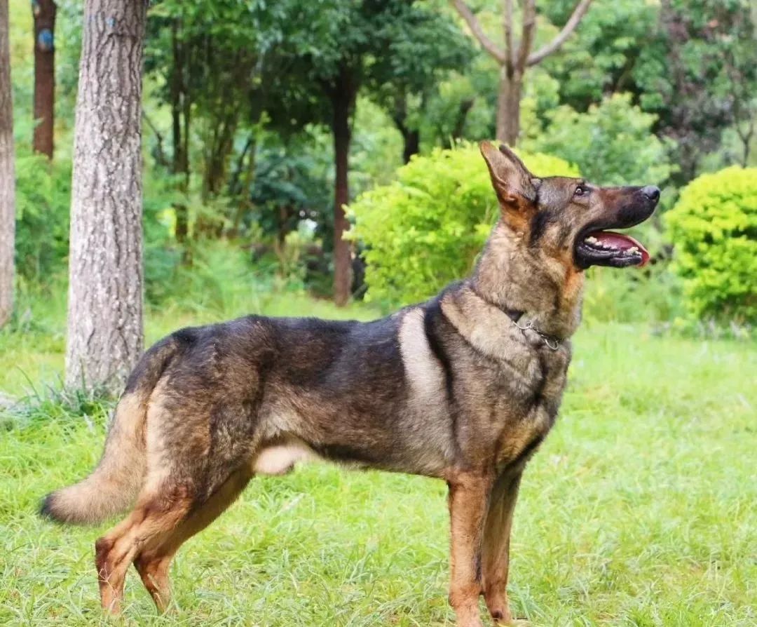 军犬品种排名警犬图片
