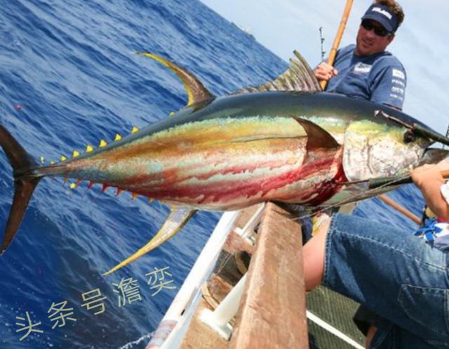 食物的歷史:金槍魚,曾被日本人視