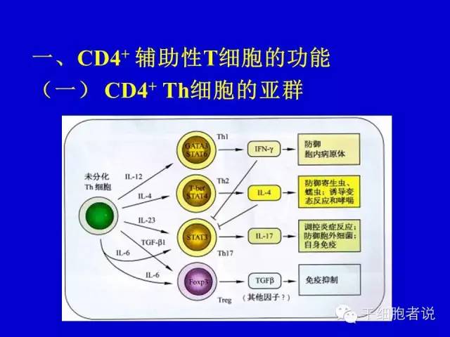 人类你好我叫t细胞