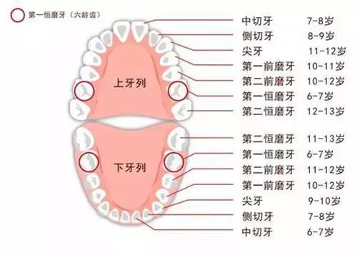 在通常情况下6～7岁时下颌的乳中切牙(下牙最中间两颗牙齿)开始摇动