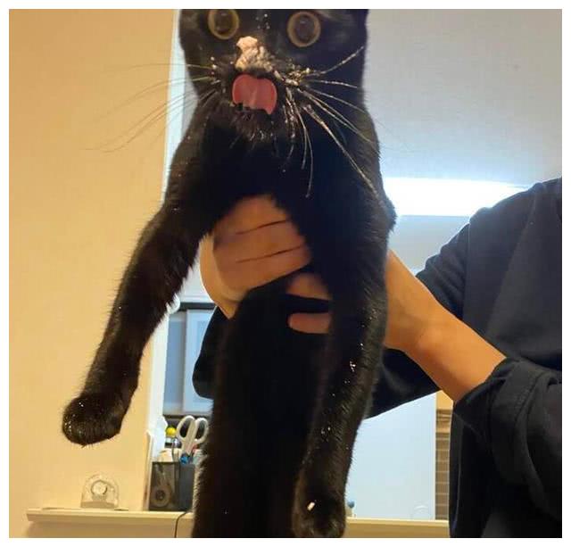 有猫的家庭不需要过圣诞节快乐都是猫咪的主人什么都没有