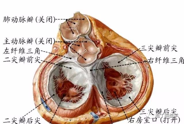 二尖瓣环,二尖瓣,腱索,乳头肌合称二尖瓣复合体.