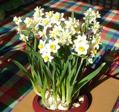 水仙花开完花就扔 太浪费了 做个 花后养护 明年继续赏花 栽培