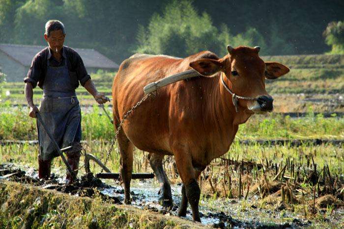 灶马头说年景,2020年是几龙治水,几牛耕田,几人分饼,几人分金