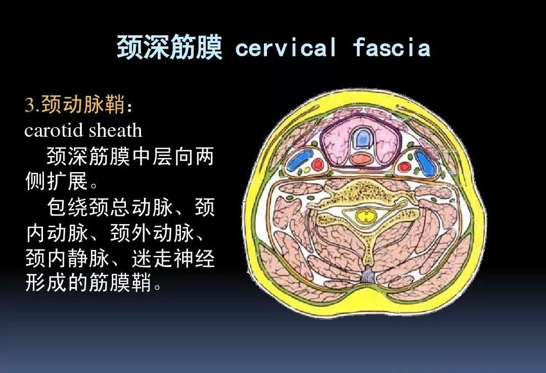 留言解读颈部解剖