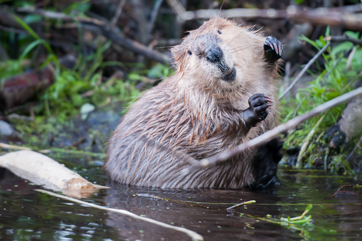 河狸的错与对:它修堤筑坝对生态有重要贡献,但也能危害公共安全