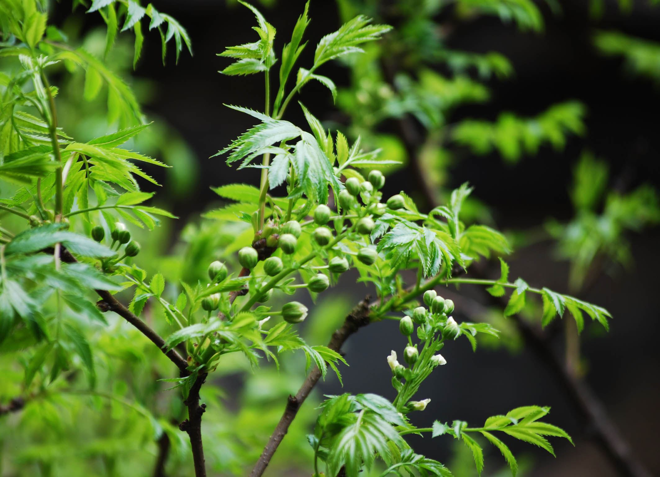 文冠果养生茶的作用与功效