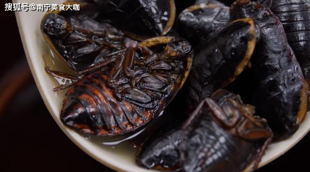 不知道大家知道龙虱这种食材吗?龙虱也叫水龟子,是水里的一种昆虫.