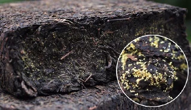 黑茶的金花菌会不会被100沸水杀死