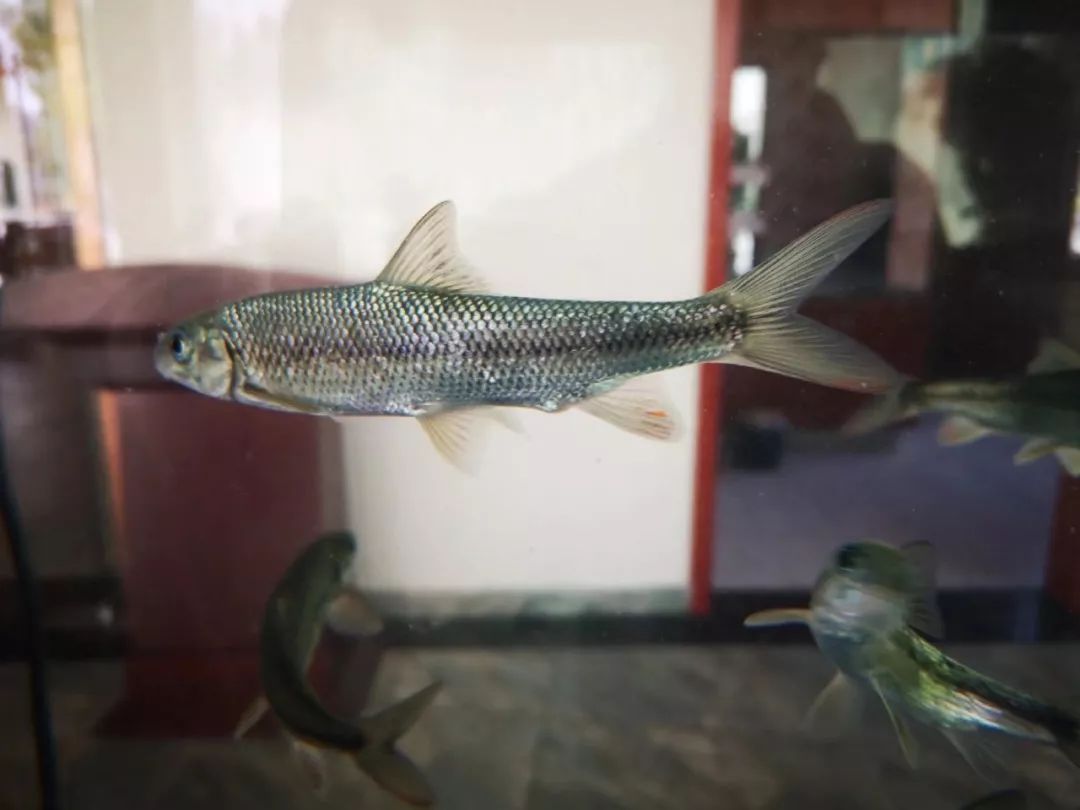 用户照片-Odonus niger-红牙鳞鲀-喵潜AI鱼类辨识 FISH ID - 你的在线鱼书