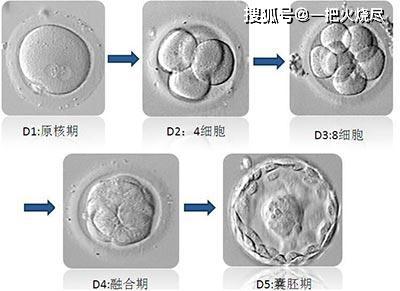 2020年做试管婴儿进的具体周期步骤以及流程图