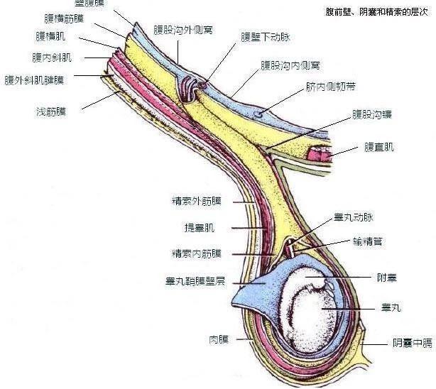 16岁男孩突发蛋疼,5天后一个睾丸坏死切除,医生猜测跟晚上这事有关