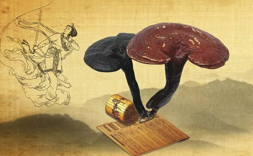 全自动液氮冷冻研磨仪是时候揭晓灵芝真相了!是仙草还是保健品?