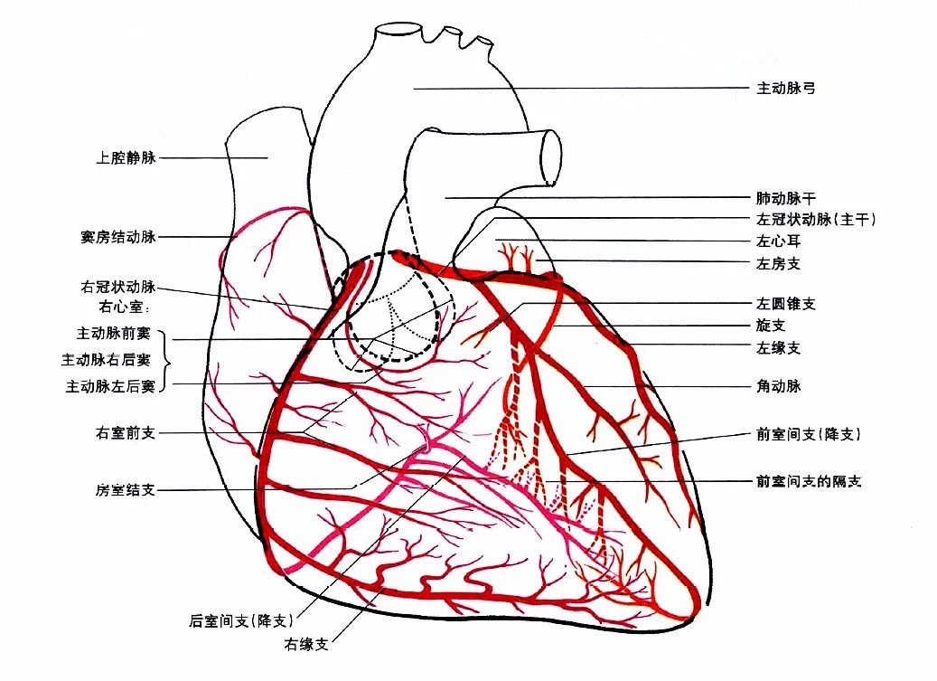 心的体表投影怎么画图片