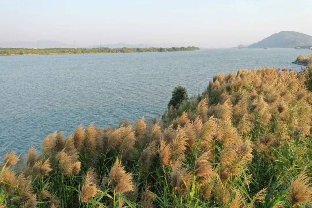 週末要大降溫!新會這個島上卻相反~_水鄉