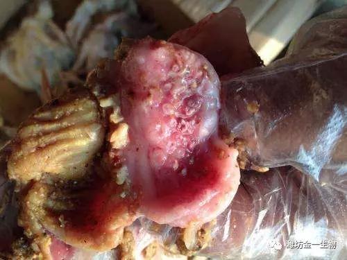 四:治疗方案胃达舒,连用5天五:跟踪回访用药2天后采食量明显增加,料便