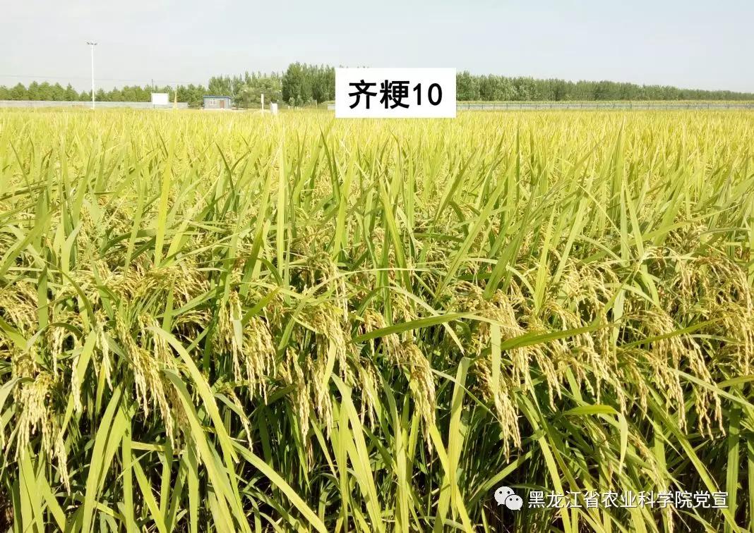 龙粳1823水稻品种简介图片