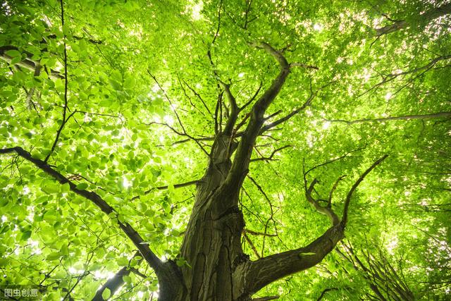 诗歌大树参天作者李春晓