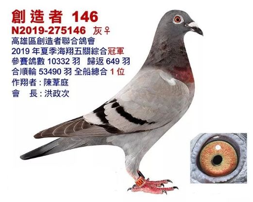 中国台湾19年夏季海翔五关鸽王赛,合顺轮总计53490羽赛鸽参赛,其中