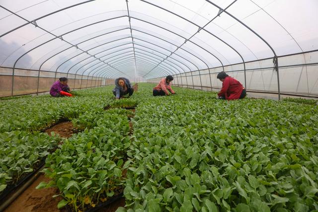 河南光山: 冬季蔬菜育苗忙_种植
