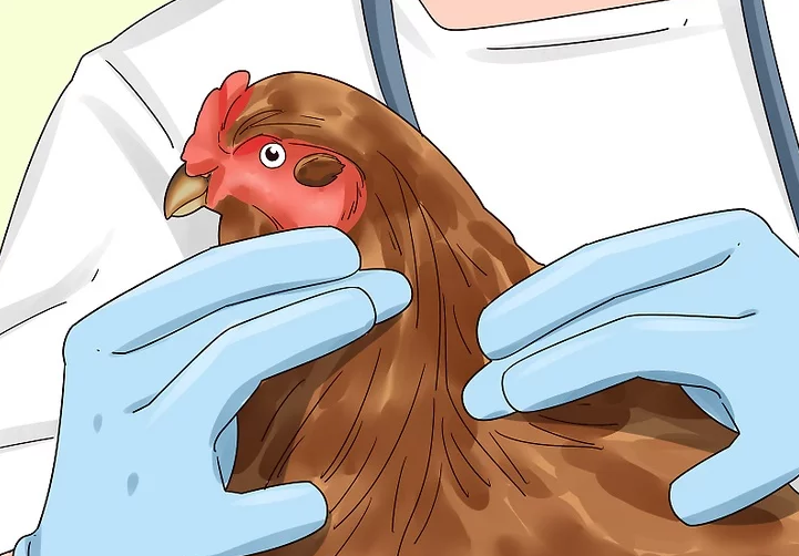 禽流感漫画图片
