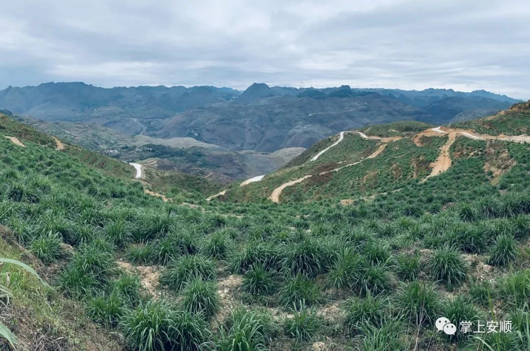 产兴业旺民奔富关岭自治县花江镇前锋村产业振兴促进脱贫攻坚侧记