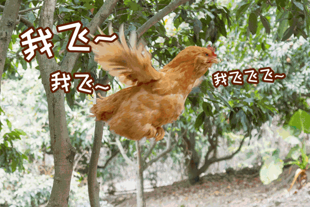 肇庆88元抢购暖心九品猪肚鸡手打猪肉丸肥牛卷白贝湿支竹等