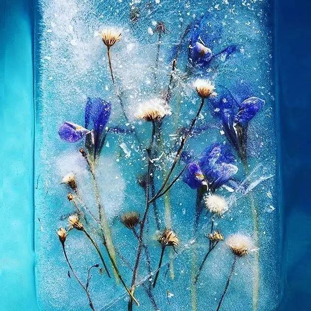 冰冻之花