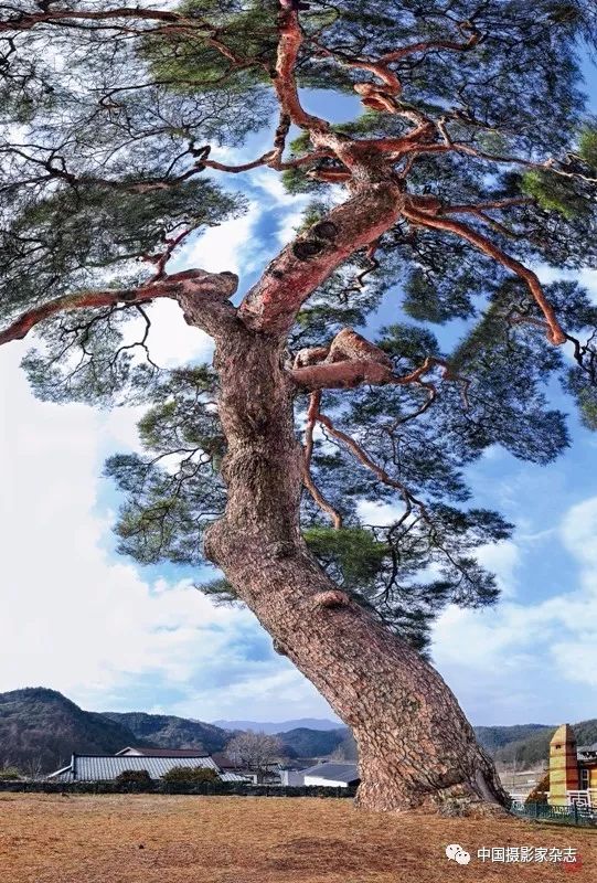 世界窗 | 无我之境 —李成辉镜头里的松树_松林