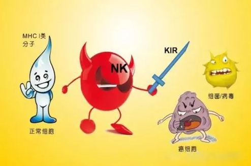 张江生物银行||人体内的"宝剑"——nk细胞