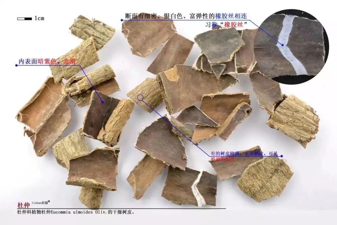 lizhan提供思仲,思仙,石思仙,川杜仲,绵杜仲,厚杜仲,玉丝皮,丝连皮,乱