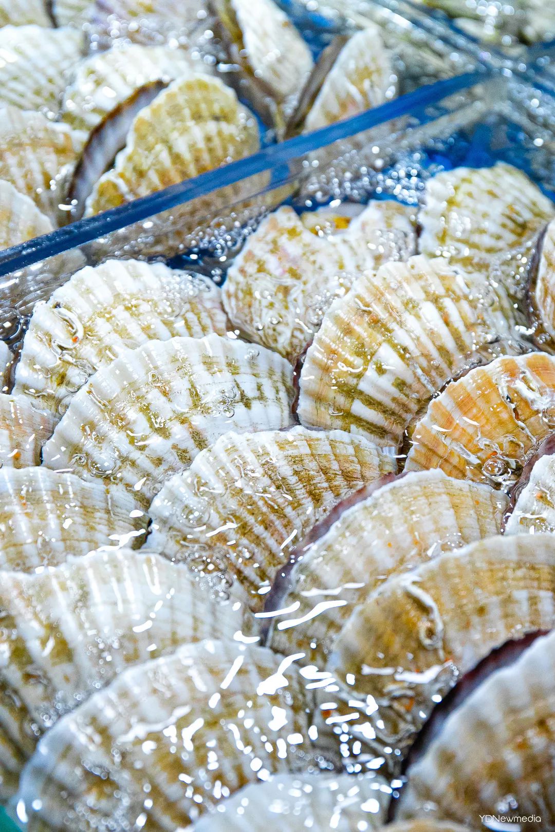 板蟹在池子里游泳,鲍鱼仔可能感受到命运的巨手已经扼住了它的咽喉,七