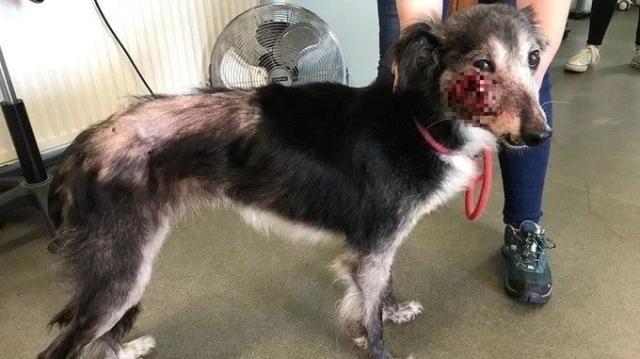 一只脸上长了巨大肿瘤的狗狗被弃山顶,救援组织呼吁找出恶毒主人