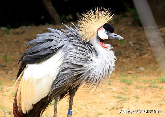 大连森林动物园在动物品种上主要突出新,奇,特;在动物种群上主要突出