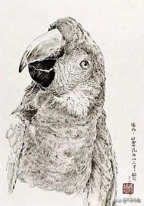 自然写实,笔触精致——冯韵明钢笔画欣赏_动物