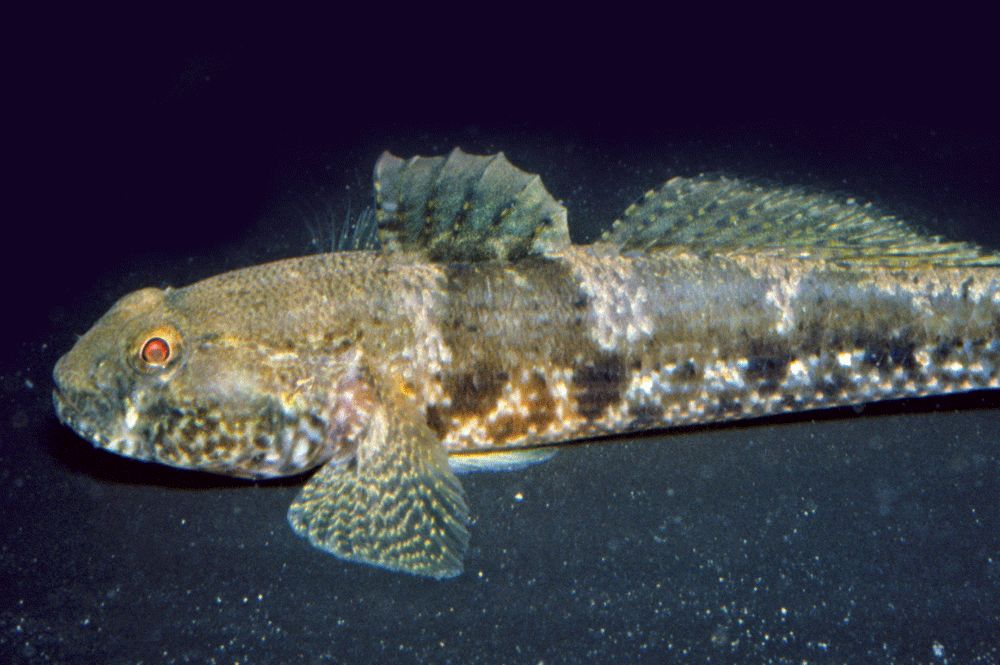 比如深虾虎鱼,这哥们在退潮的时候,喜欢待在靠近海岸的水洼里,因为