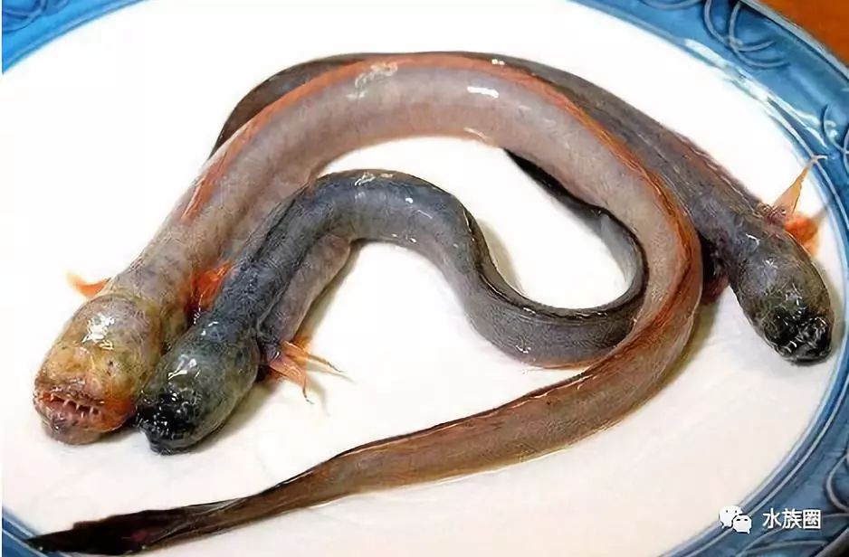 世界上最恶心的鱼,神奇技能吓死你!_钱塘江