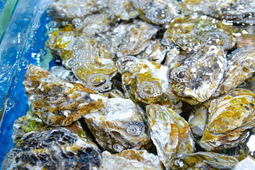 板蟹在池子里游泳,鲍鱼仔可能感受到命运的巨手已经扼住了它的咽喉,七