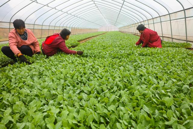 河南光山: 冬季蔬菜育苗忙_种植