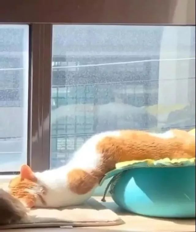 橘猫晒太阳晒到整只融化,整个身体如液态流出,一旁的狗狗看傻眼