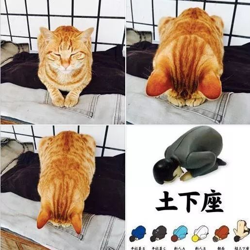 …没错,日本人最爱用的"土下座"道歉!