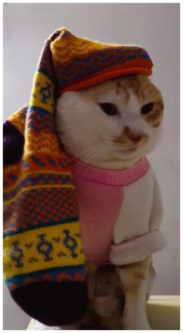 主人把臭袜子戴在猫咪头上结果小家伙瞬间崩溃表情笑趴铲屎官