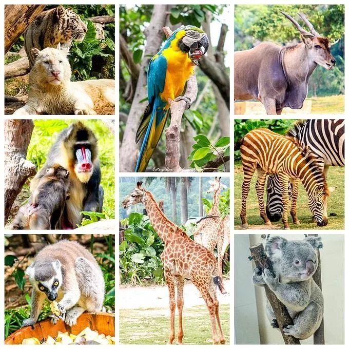 寒假超值長隆雙飛長隆野生動物園珠海長隆海洋王國半自助5日遊